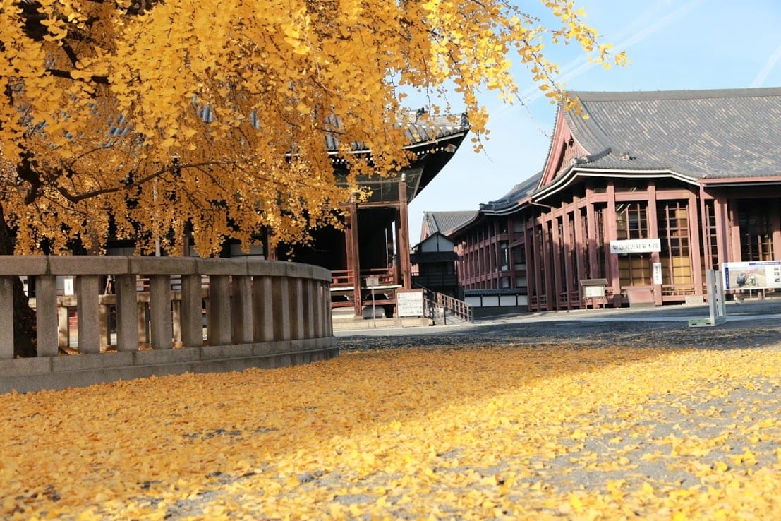 [Kyoto京都楓葉]小氣少年的賞楓懶人包。行程攻略