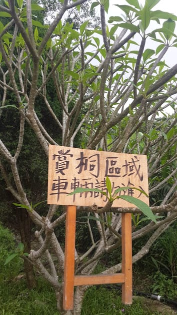 [桃園]賞桐花。巧遇桐花雪～大溪十一指古道