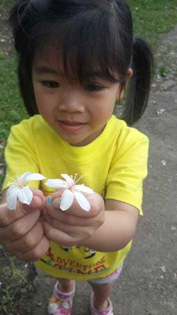 [桃園]賞桐花。巧遇桐花雪～大溪十一指古道