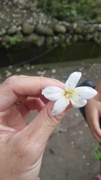 [桃園]賞桐花。巧遇桐花雪～大溪十一指古道