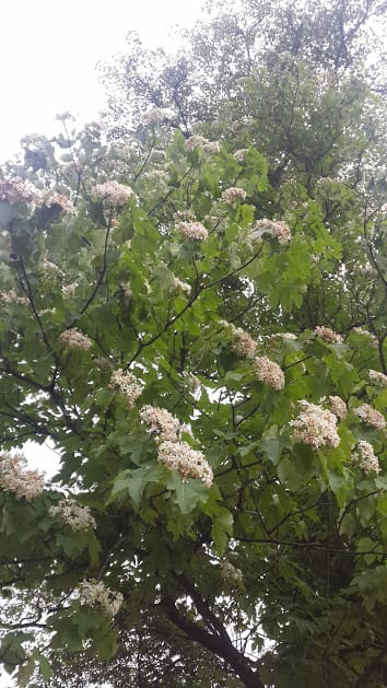 [桃園]賞桐花。巧遇桐花雪～大溪十一指古道