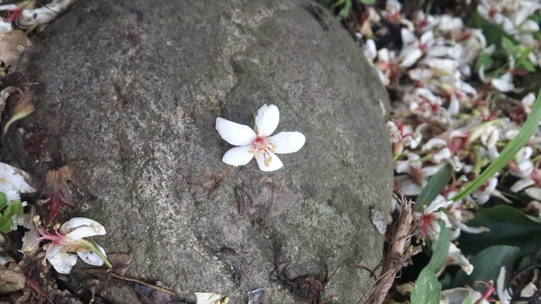 [桃園]賞桐花。巧遇桐花雪～大溪十一指古道