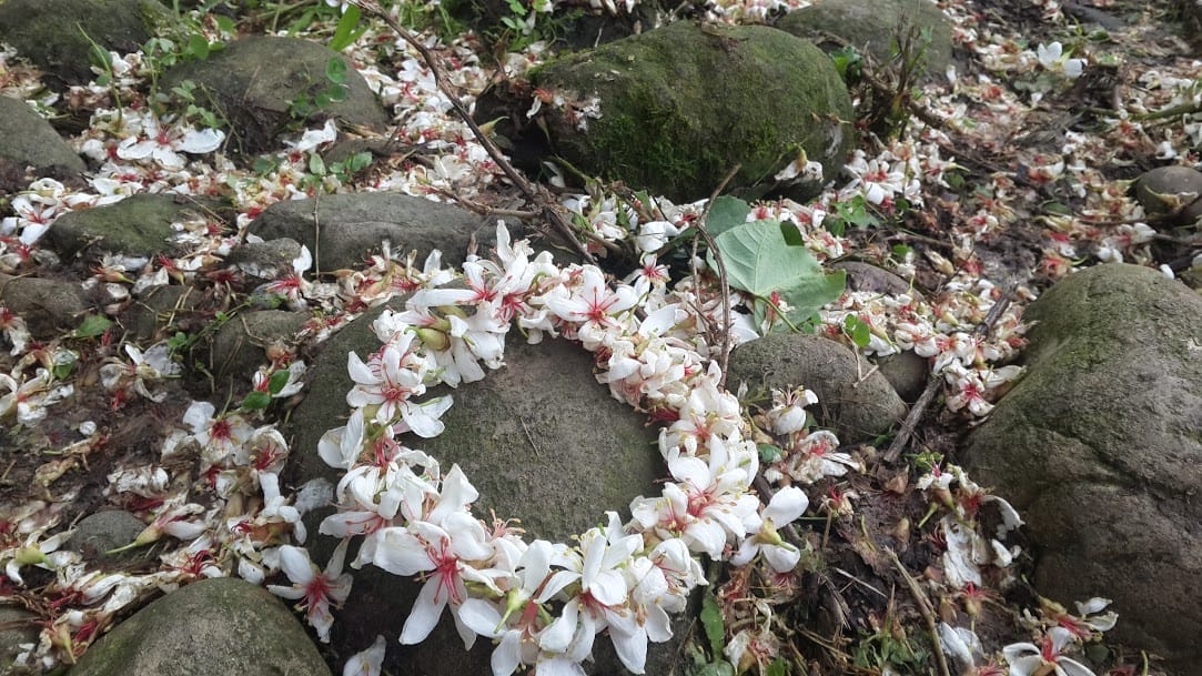 [桃園]賞桐花。巧遇桐花雪～大溪十一指古道