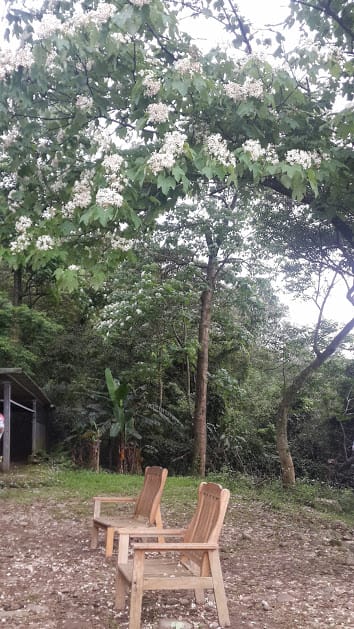 [桃園]賞桐花。巧遇桐花雪～大溪十一指古道