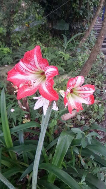 [桃園]賞桐花。巧遇桐花雪～大溪十一指古道