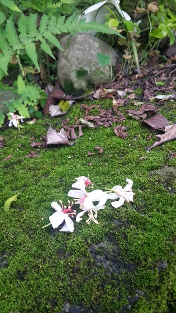 [桃園]賞桐花。巧遇桐花雪～大溪十一指古道