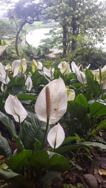 [桃園]賞桐花。巧遇桐花雪～大溪十一指古道