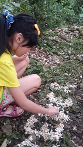 [桃園]賞桐花。巧遇桐花雪～大溪十一指古道