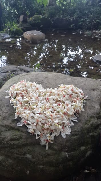 [桃園]賞桐花。巧遇桐花雪～大溪十一指古道