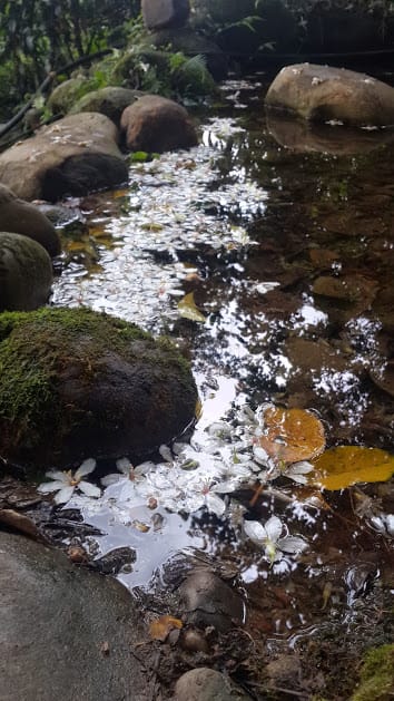 [桃園]賞桐花。巧遇桐花雪～大溪十一指古道