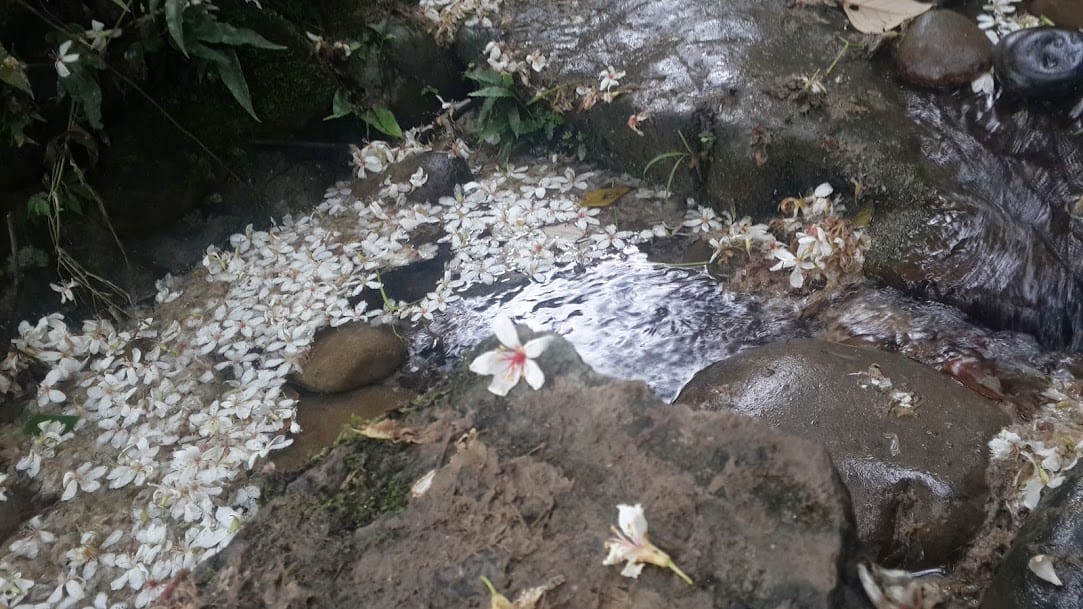 [桃園]賞桐花。巧遇桐花雪～大溪十一指古道