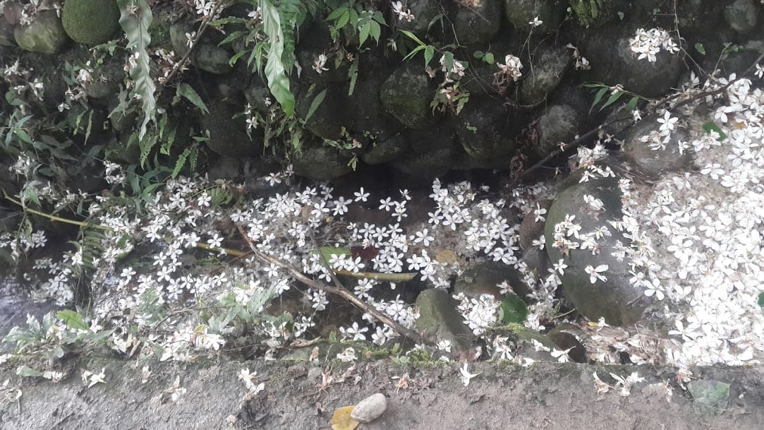 [桃園]賞桐花。巧遇桐花雪～大溪十一指古道