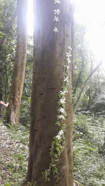[桃園]賞桐花。巧遇桐花雪～大溪十一指古道