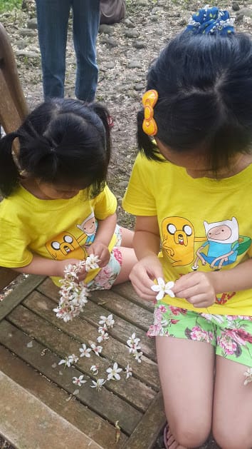 [桃園]賞桐花。巧遇桐花雪～大溪十一指古道