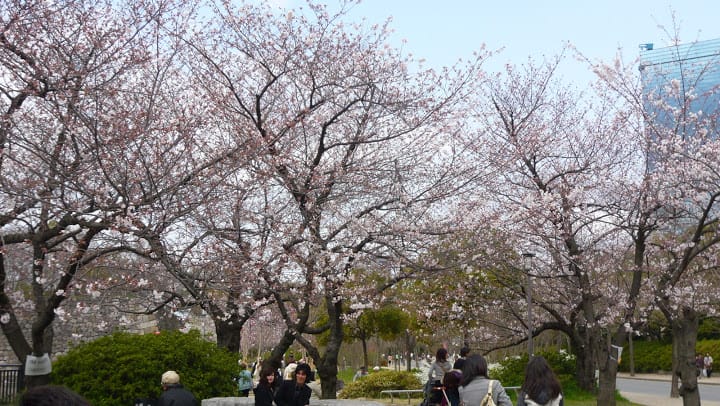 2008 [Kyoto京都]賞櫻之旅Day4#1 大阪城天守閣&大阪城公園 櫻花滿開!