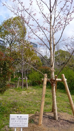 2008 [Kyoto京都]賞櫻之旅Day4#1 大阪城天守閣&大阪城公園 櫻花滿開!