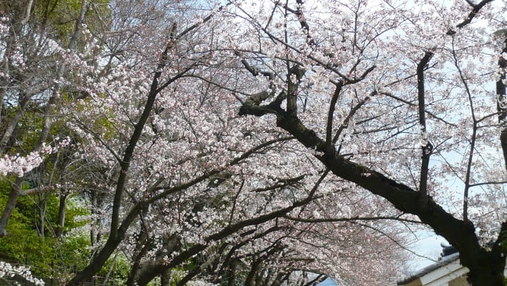 2008 [Kyoto京都]賞櫻之旅Day4#1 大阪城天守閣&大阪城公園 櫻花滿開!