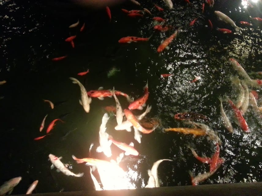 [桃園]食記。結婚週年紀念～小肥牛蒙古鍋＠中壢店