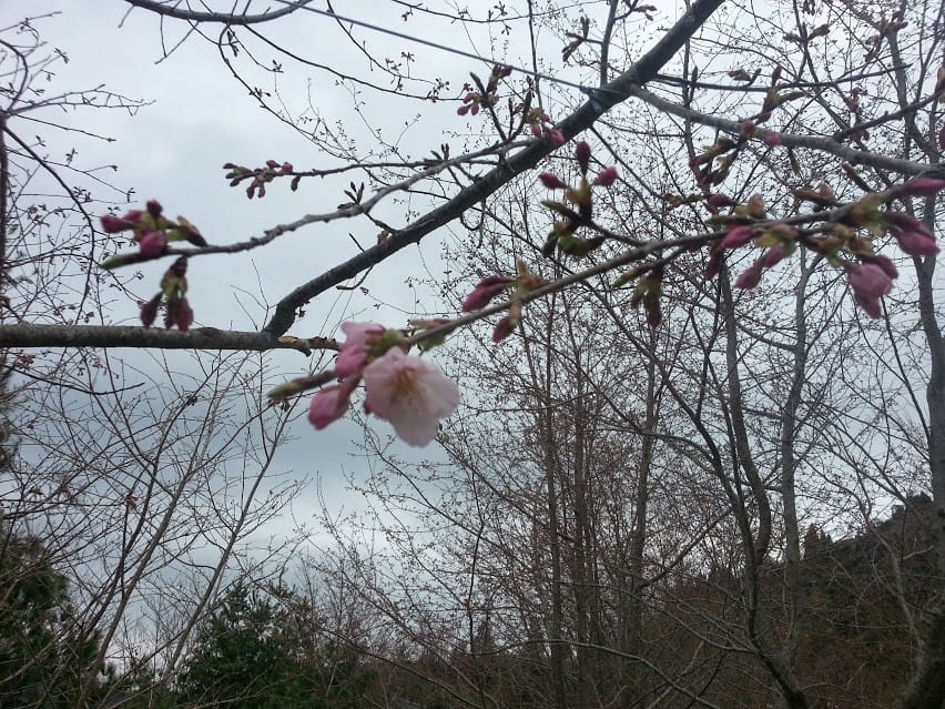 [桃園]拉拉山上曬恩愛～雲海＆櫻花＠恩愛農場（櫻花滿開預估228）