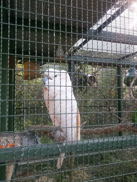 [新竹]親子森林餐廳～森林鳥花園。蹓小孩＆放空的好去處
