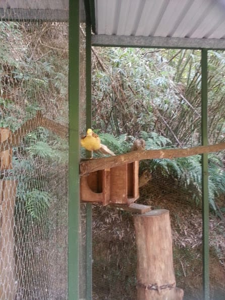 [新竹]親子森林餐廳～森林鳥花園。蹓小孩＆放空的好去處