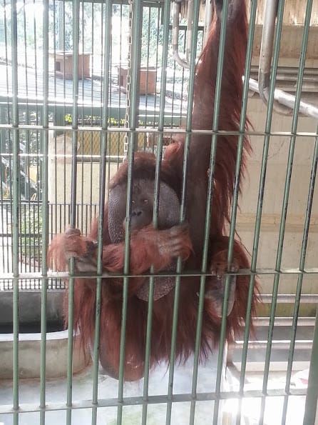 [新竹]親子森林餐廳～森林鳥花園。蹓小孩＆放空的好去處