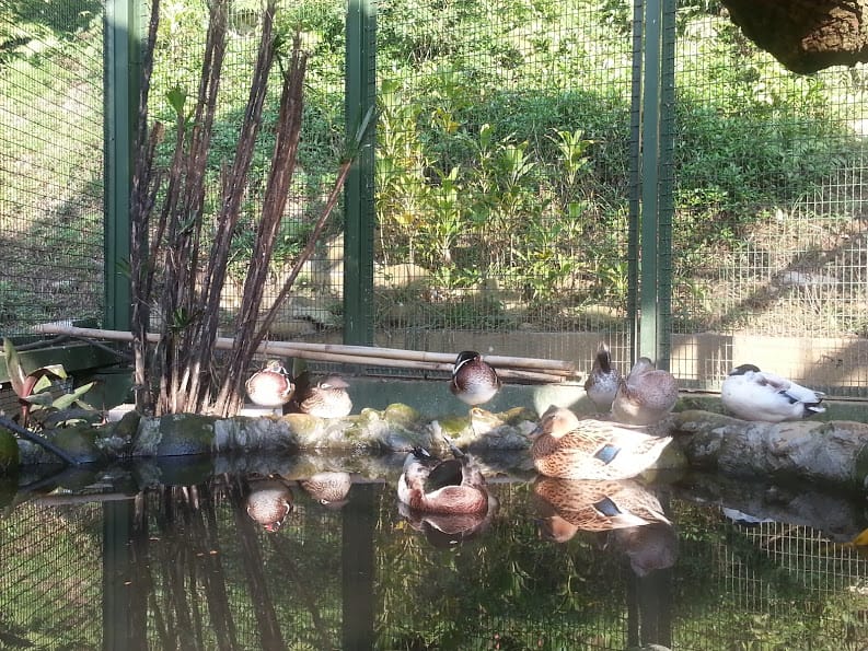 [新竹]親子森林餐廳～森林鳥花園。蹓小孩＆放空的好去處
