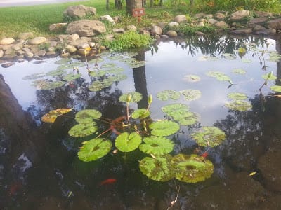 [桃園]親子好好玩～蜜糖吐司DIY＠點水樓。龜山