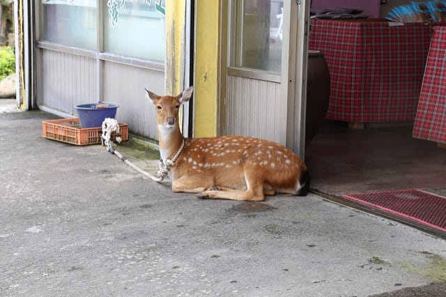 [綠島]必遊經典景點！綠島燈塔，原來妳這麼美！