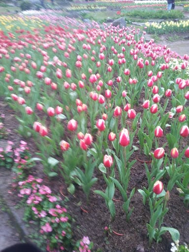 [桃園]煙雨濛濛鬱金香花祭～桃源仙谷