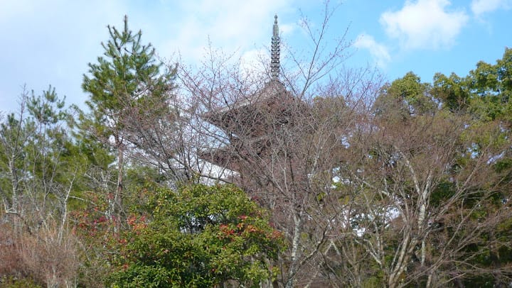 2008 [Kyoto京都]賞櫻之旅Day3#2  最愛御室櫻仁和寺&最美金閣寺