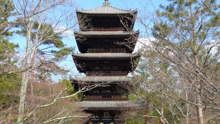2008 [Kyoto京都]賞櫻之旅Day3#2  最愛御室櫻仁和寺&最美金閣寺