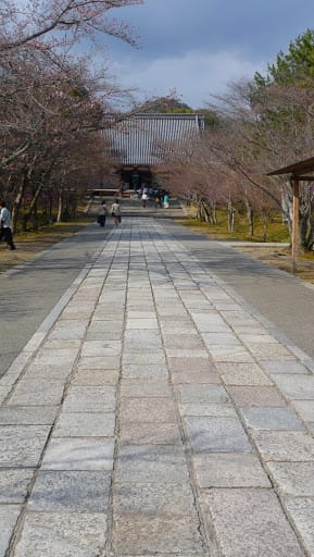 2008 [Kyoto京都]賞櫻之旅Day3#2  最愛御室櫻仁和寺&最美金閣寺