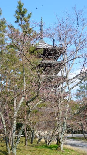 2008 [Kyoto京都]賞櫻之旅Day3#2  最愛御室櫻仁和寺&最美金閣寺