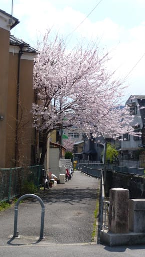 2008 [Kyoto京都]賞櫻之旅Day3#1 清涼寺&渡月橋嵐山賞櫻