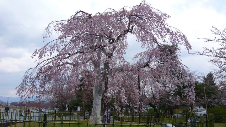 2008 [Kyoto京都]賞櫻之旅Day3#1 清涼寺&渡月橋嵐山賞櫻