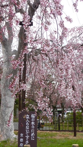2008 [Kyoto京都]賞櫻之旅Day3#1 清涼寺&渡月橋嵐山賞櫻