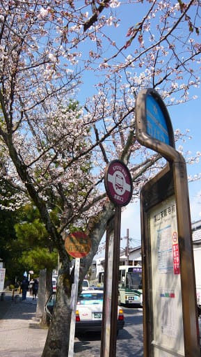 2008 [Kyoto京都]賞櫻之旅Day3#1 清涼寺&渡月橋嵐山賞櫻