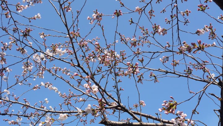 2008 [Kyoto京都]賞櫻之旅Day3#1 清涼寺&渡月橋嵐山賞櫻