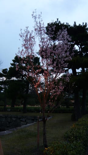 2008 [Kyoto京都]賞櫻之旅Day1#5 二條城夜櫻音樂會