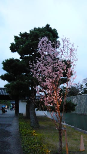 2008 [Kyoto京都]賞櫻之旅Day1#5 二條城夜櫻音樂會