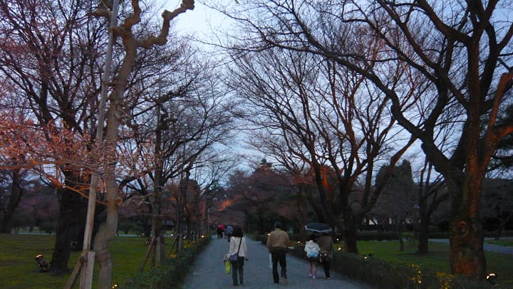 2008 [Kyoto京都]賞櫻之旅Day1#5 二條城夜櫻音樂會