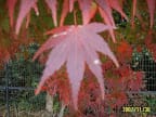 不見京都使人愁DAY2{閨怨}補照片