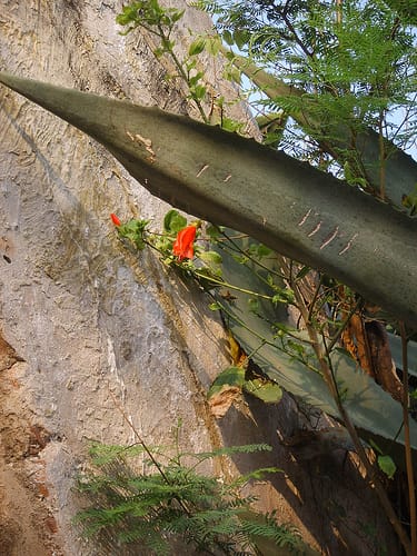 澎湖希臘邊境之旅Day1 - 第35張圖 澎湖希臘邊境之旅Day1