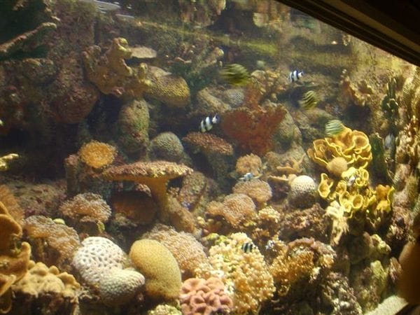 按一下觀看整張圖片