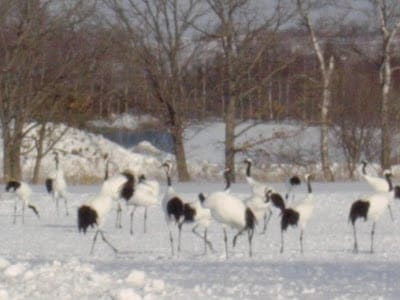 [Hokkaido北海道]蜜月之旅Day4屈斜路湖>摩周湖>鶴見台丹頂鶴>成吉斯汗蒙古烤肉