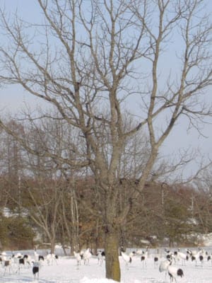 [Hokkaido北海道]蜜月之旅Day4屈斜路湖>摩周湖>鶴見台丹頂鶴>成吉斯汗蒙古烤肉