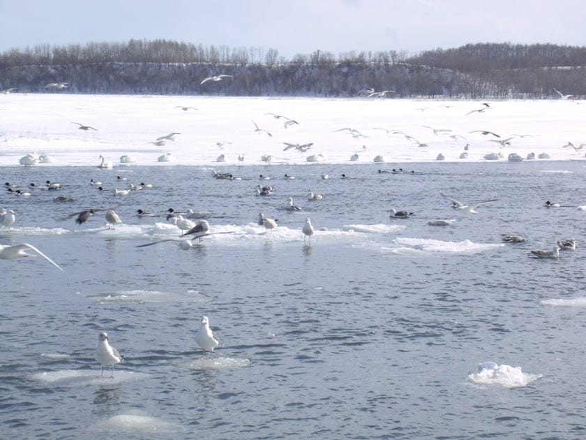 [Hokkaido北海道]蜜月之旅Day3 大雪山國立公園>北見狐狸村>網走刑務所>螃蟹火鍋大餐>夜宿阿寒溫泉旅館