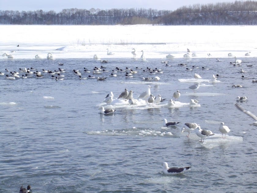 [Hokkaido北海道]蜜月之旅Day3 大雪山國立公園>北見狐狸村>網走刑務所>螃蟹火鍋大餐>夜宿阿寒溫泉旅館